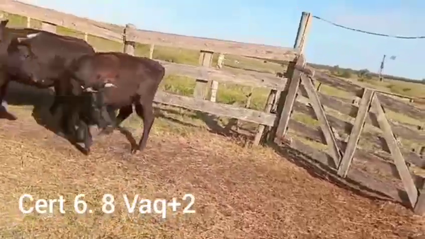 Lote VAQUILLONAS MAS DE 2 AÑOS