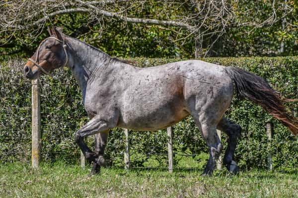 Lote Lote 15 Cocoa del Paso rp 187