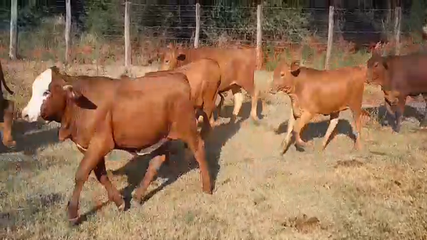 Lote 65 Terneros/as