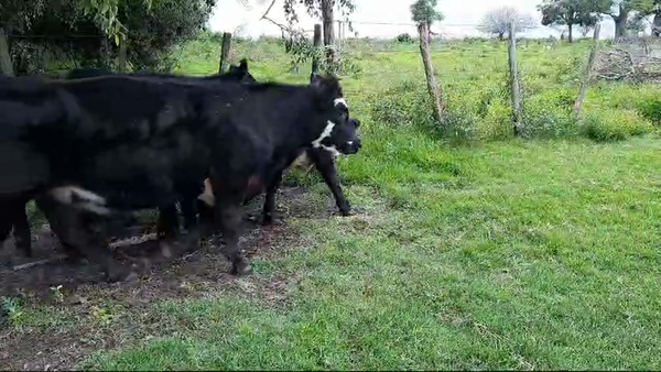 Lote (Vendido)14 Terneros Angus y Cruzas a remate en 10º Subasta - CAB  240kg -  en Colonia Arrue