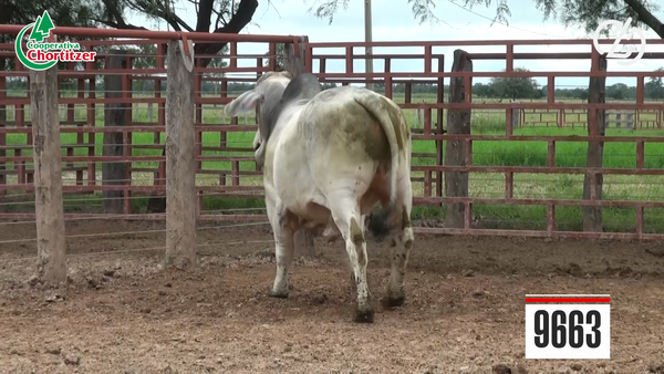 Lote Toros Brahman