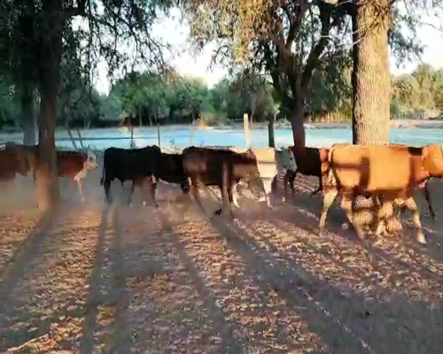 Lote 100 Terneros/as en Monte Quemado, Santiago del Estero