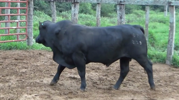 Lote TORO - BRANGUS NEGRO