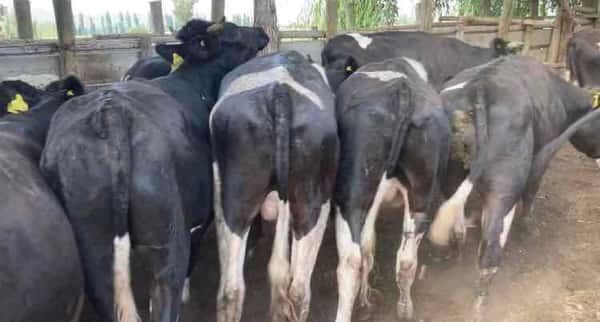 Lote 22 Novillo Engorda en María Pinto, Región Metropolitana
