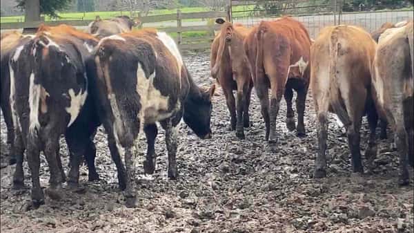 Lote 40 Novillo Engorda en Purranque, X Región Los Lagos