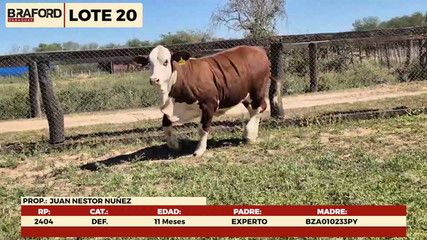 Lote LOTE 20 - HEMBRAS DE CORRAL