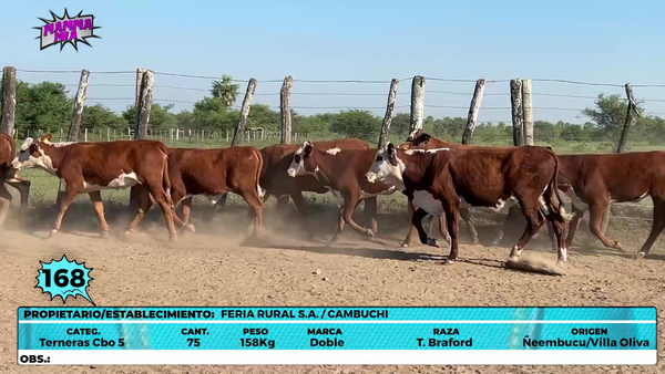 Lote LOTE 168