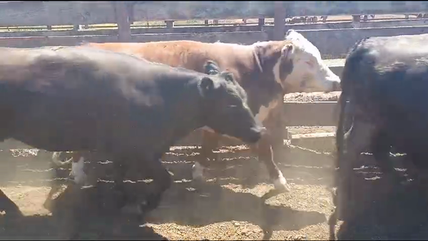 Lote 23 Vaquilla Gorda en Los Ángeles, VIII Región Biobío