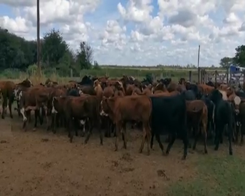 Lote 108 Terneros en Juan José Castelli, Chaco