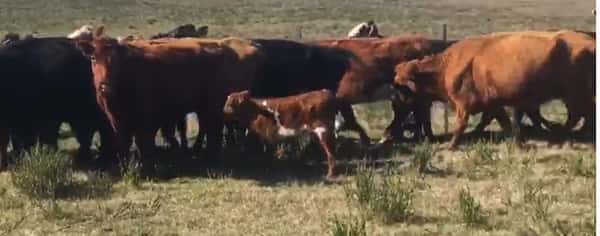 Lote 26 Vacas preñadas en Parallé, Rocha