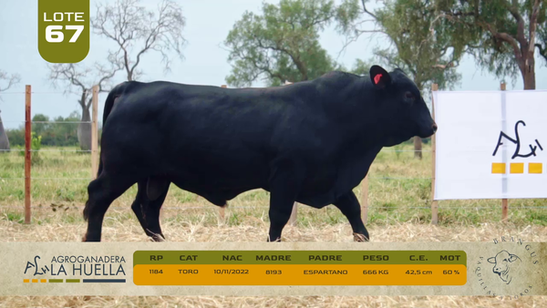 Lote LOTE 67