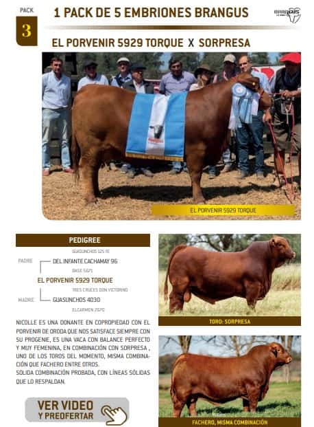 Lote PACK 3