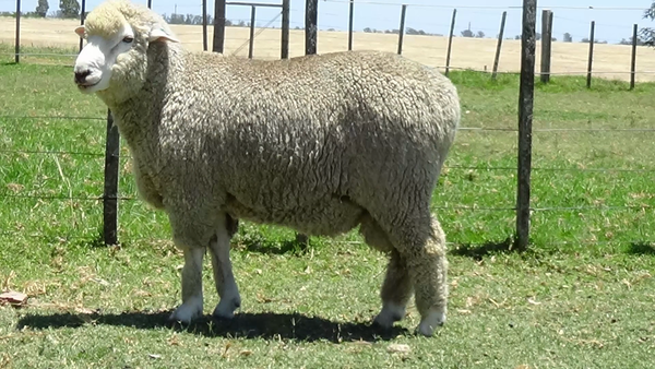 Lote Borrego PO
