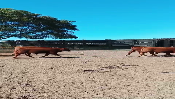 Lote 28 Terneros