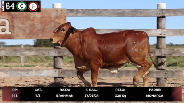 Lote LOTE 64