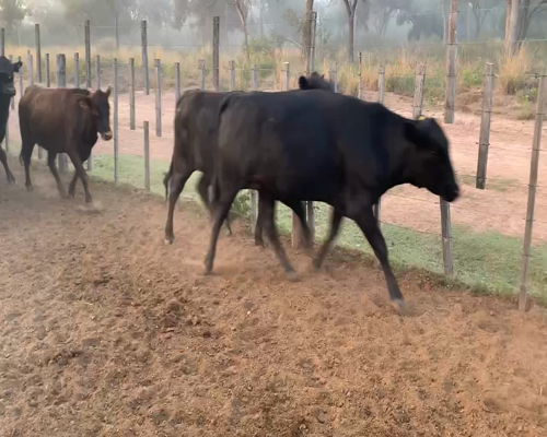Lote 31 Vaquillonas C/ gtia de preñez en Juan José Castelli, Chaco