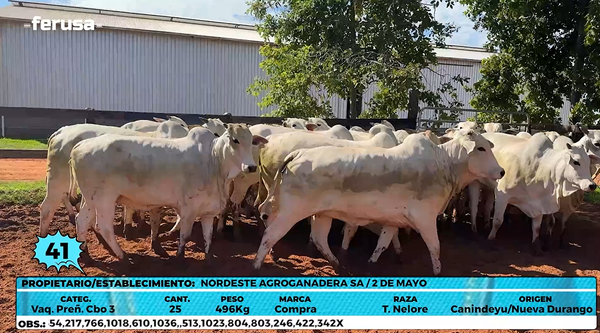 Lote LOTE 41- EN VIVO