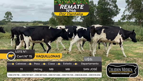 Lote 11 Vaquillonas  en Rodríguez, San José