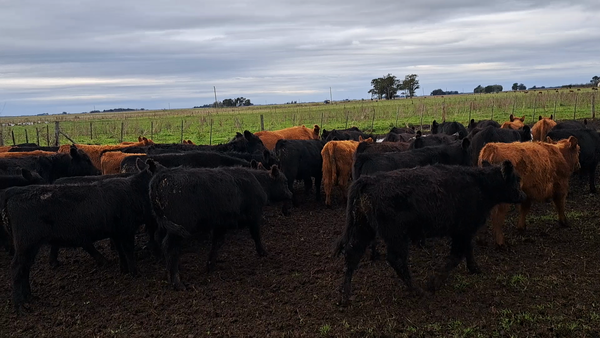 Lote 60 Terneros/as en Buenos Aires, Ayacucho