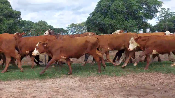 Lote 52 Vaquillonas