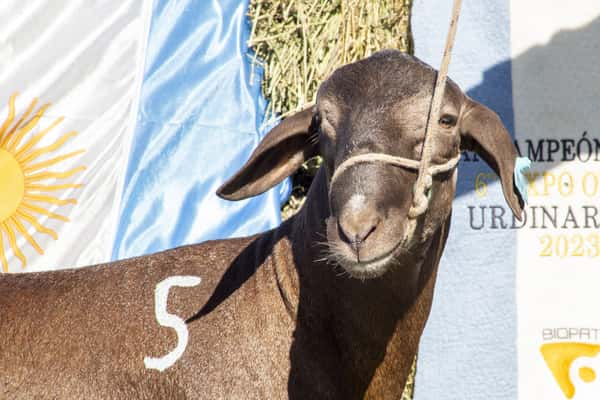 Lote SANTA INES P.P.