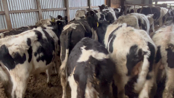 Lote 80 Ternero en Río Bueno, XIV Región Los Ríos