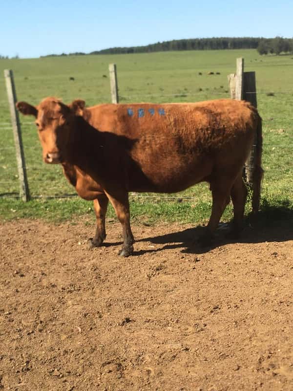 Lote 4 VACAS SA PREÑADAS
