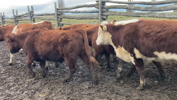 Lote 39 Novillo Engorda en Coyhaique, XI Región Aysén
