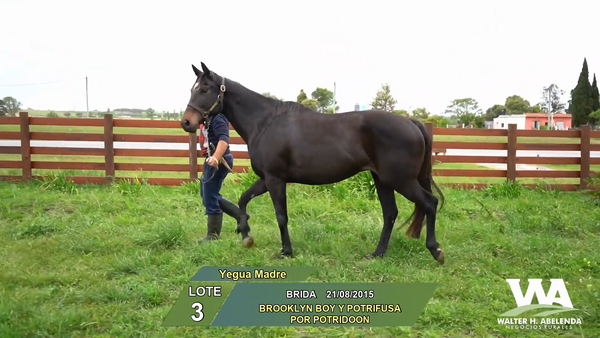 Lote BRIDA