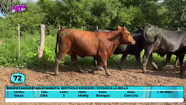 Lote LOTE 72