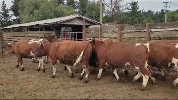 Lote 20 Novillo Gordo en Los Ángeles, VIII Región Biobío