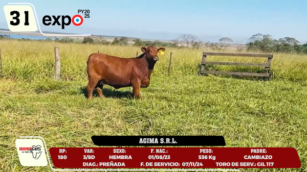 Lote LOTE 31