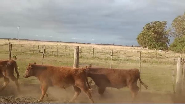 Lote 70 Terneros EN DAIREAUX