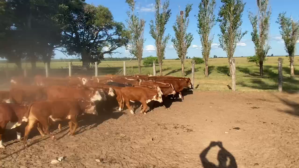 Lote 80 Terneros/as en Esquina, Corrientes