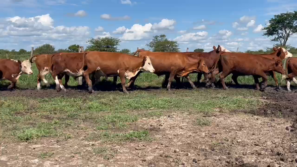 Lote 80 Novillitos