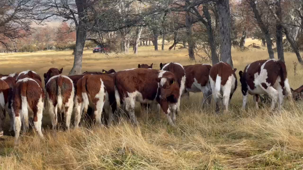 Lote 40 Ternera en Coyhaique, XI Región Aysén