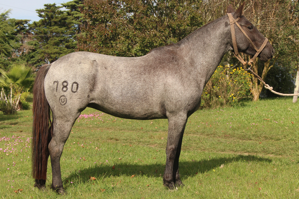 Lote MAZANGANO DOÑA FLOR