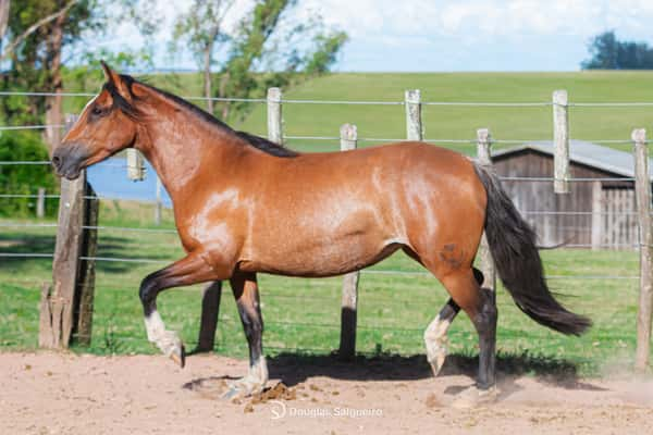 Lote GABRIELA 644 DE LA CASILLA