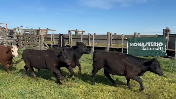 Lote 75 Novillitos en Tres Arroyos