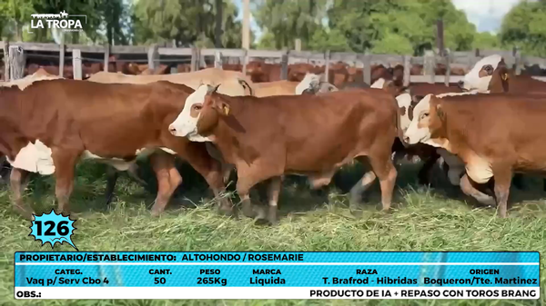 Lote LOTE 126