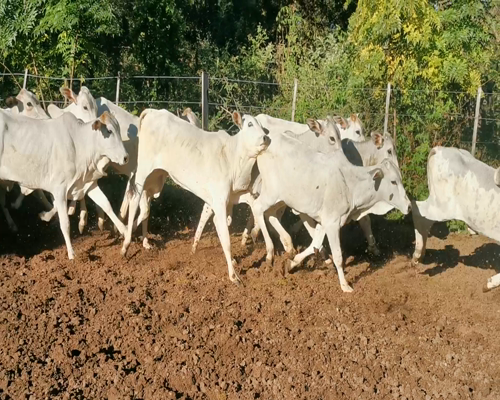 Lote Desmamantes Hembras