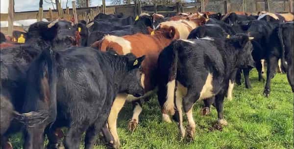 Lote 60 Vaquilla Engorda en Río Bueno, XIV Región Los Ríos