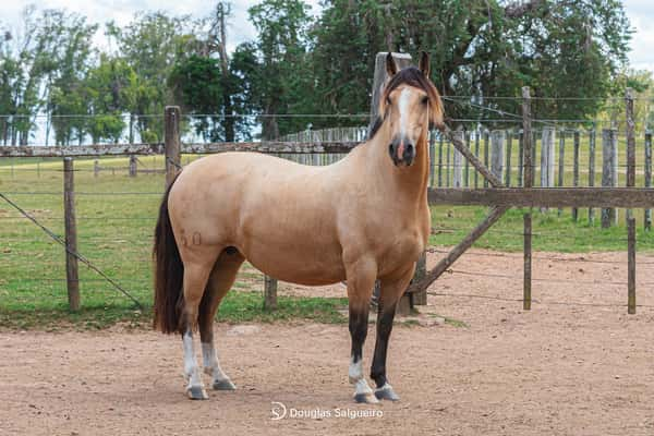 Lote HORTENCIA DE LA COLINA