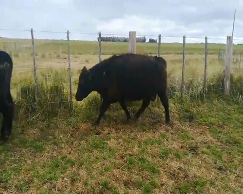 Lote 28 Vacas de invernar en Rauch, Buenos Aires