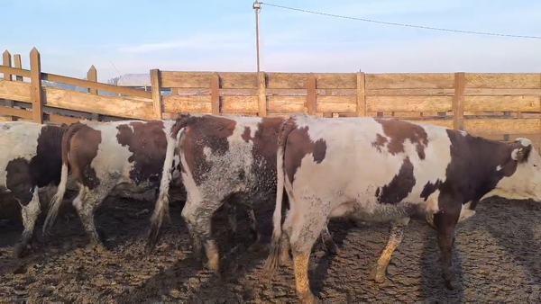 Lote 20 Vaquilla Gorda en Los Ángeles, VIII Región Biobío