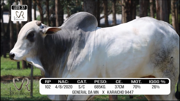 Lote LOTE 37