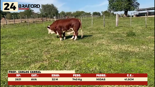 Lote LOTE 24