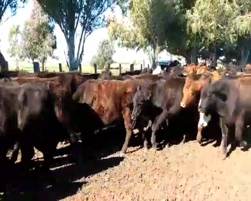 Lote 45 Novillitos en OLAVARRIA PCIA BS.AS