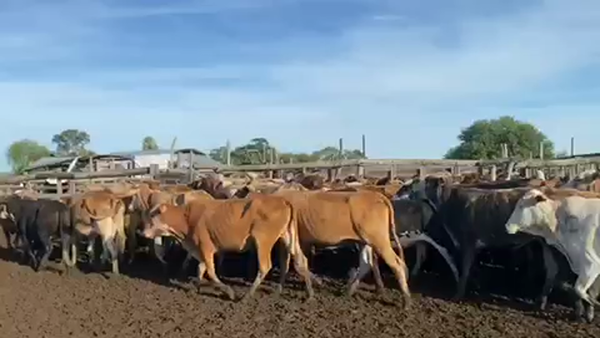 Lote 98 Vacas nuevas Preñadas en Pto. Eva Perón, Chaco