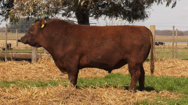 Lote TOROS PUROS POR CRUZA